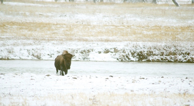 Lone buffalo crossing river