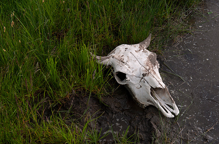 Buffalo skull decomposing on the ground
