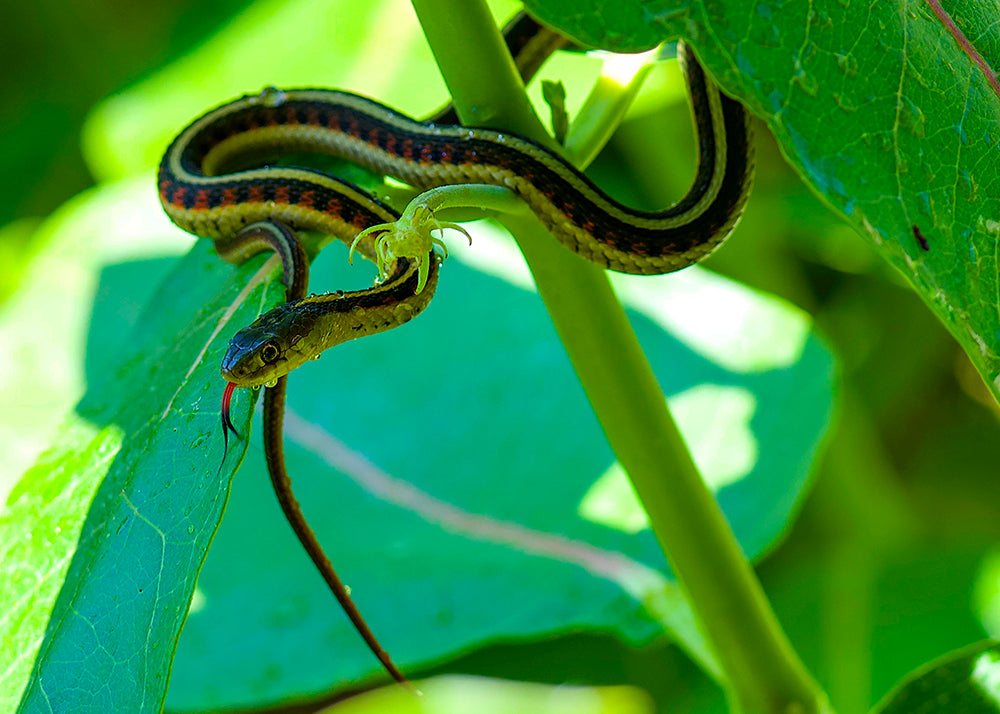 Garter Snake in Milkweed