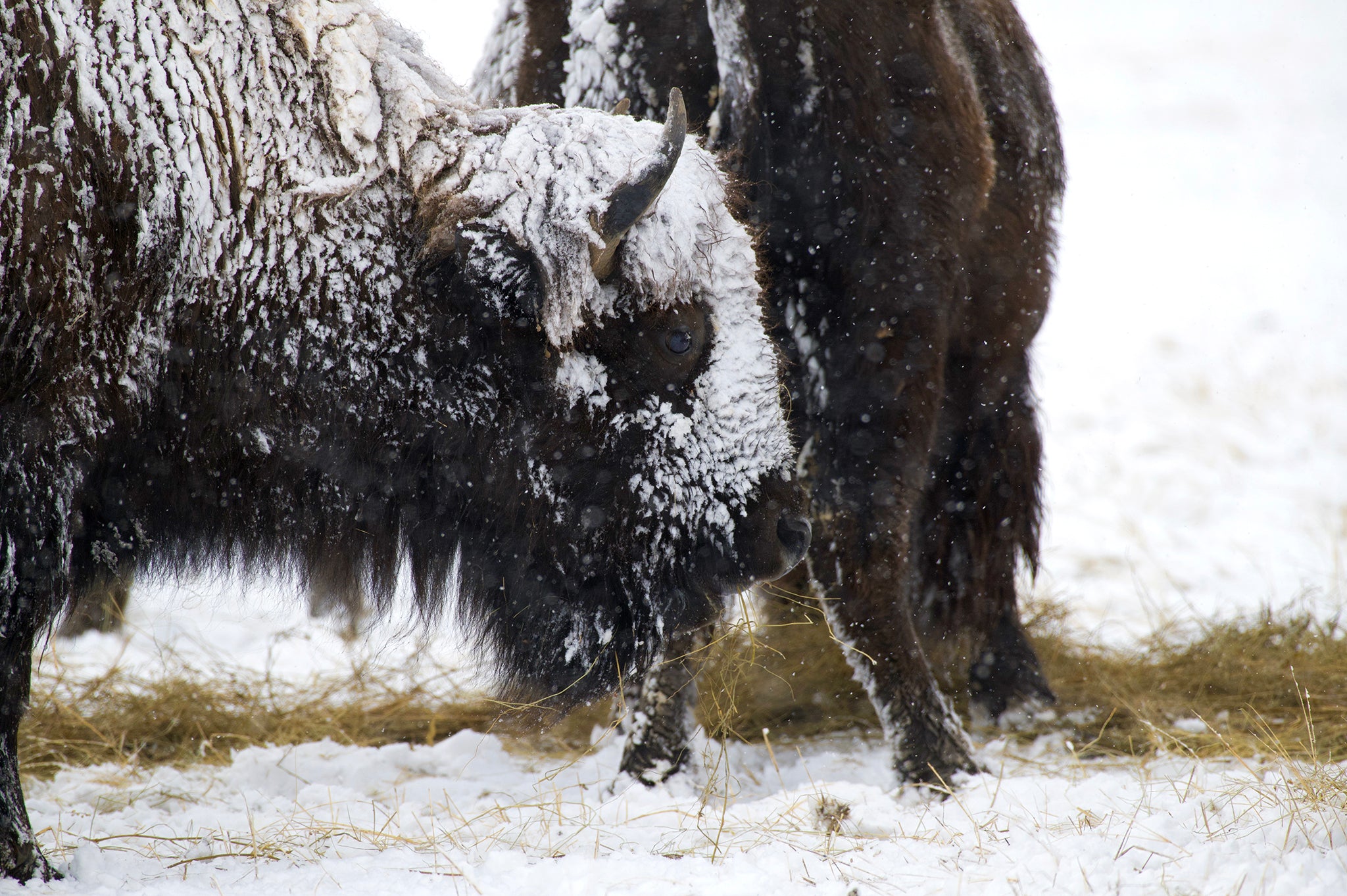 closeup of snow-covered buffalo