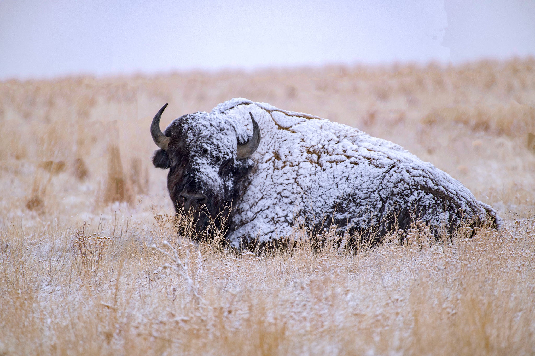 snow covered buffalo laying on the prairie