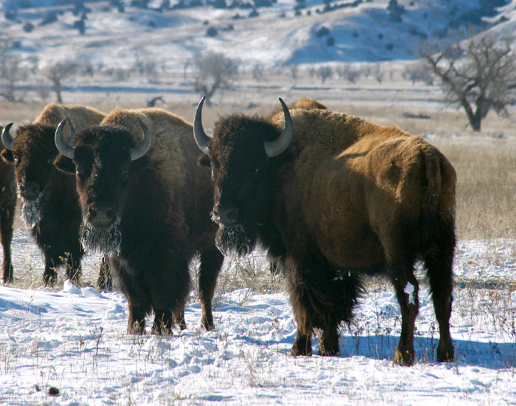 Bison standing in snow