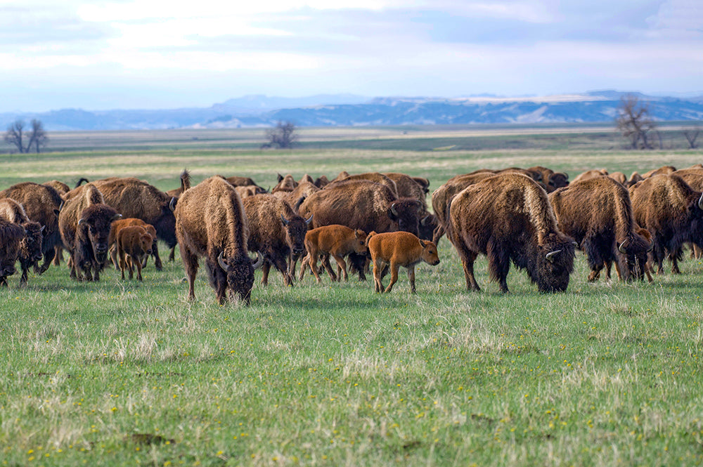 Bison Herd with Calves