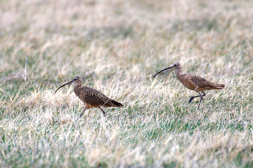 Long Billed Curlews