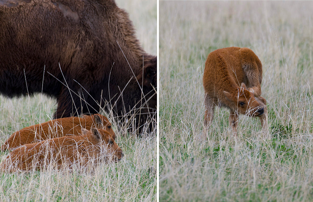 Bison calves resting in grass and bison calf scratching itself