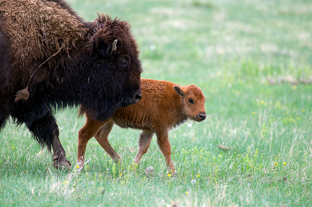 Bison Calf with Cow