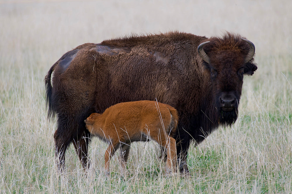 Bison calf nursing