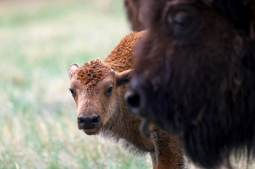 Buffalo Calf