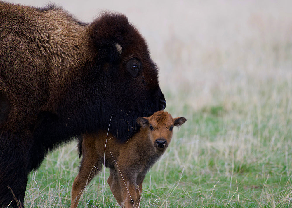 Bison Calf with Bison Cow
