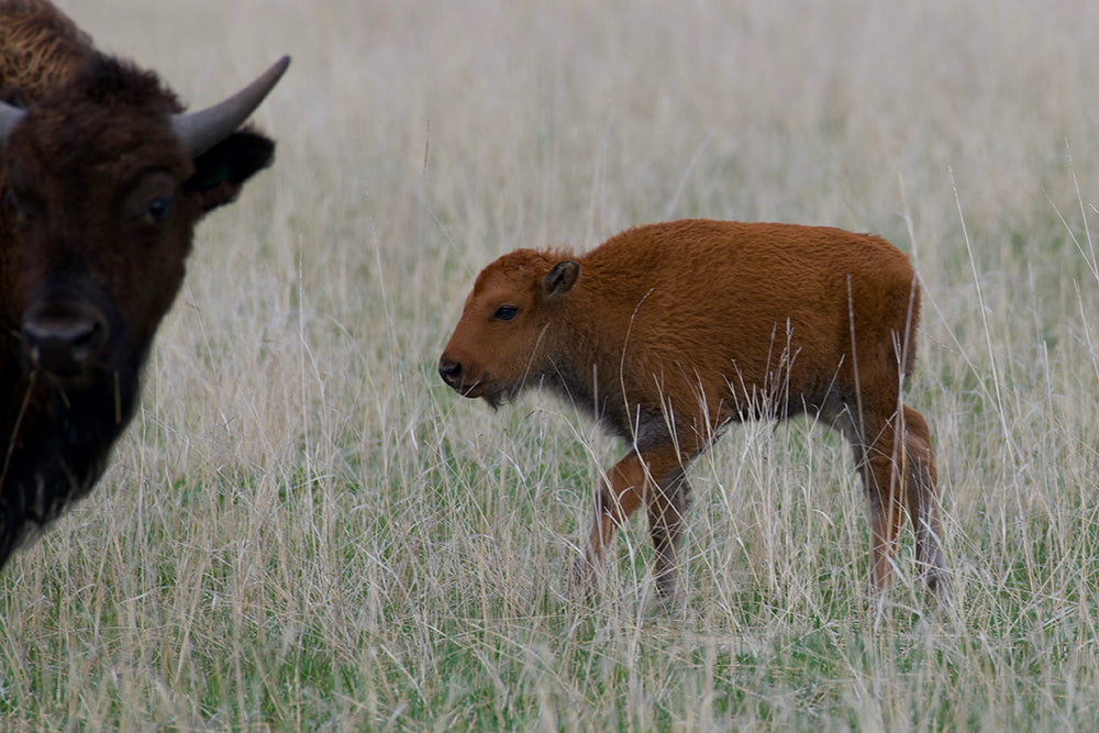 Bison calf with yearling bull