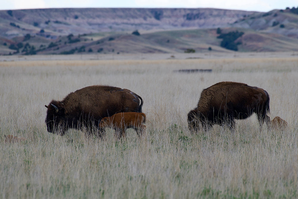 Bison calves in praire grass