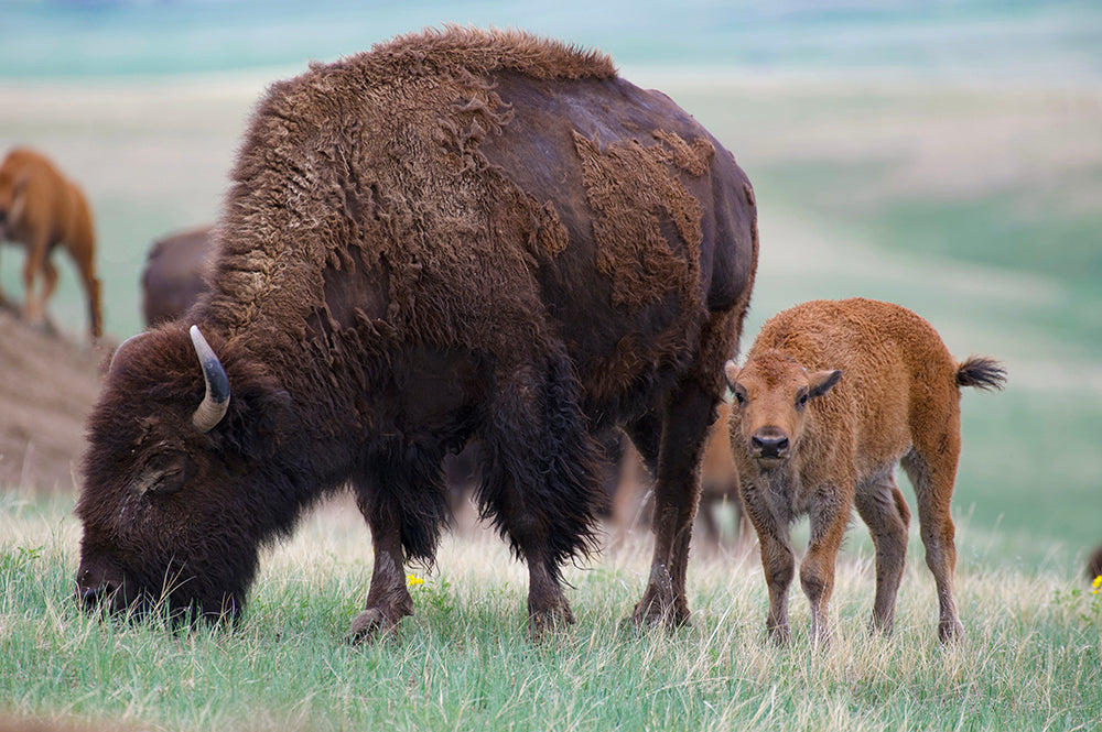 Buffalo Grazing with Calf