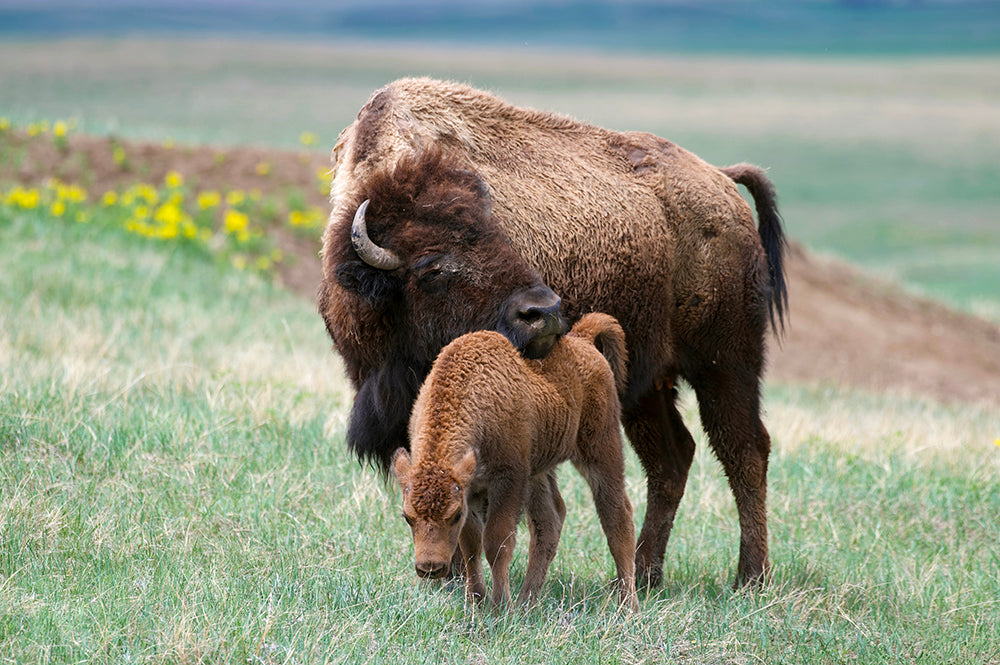 Buffalo Cow with Bison Calf