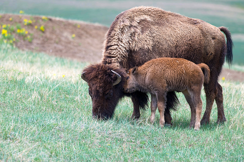 Buffalo with Baby Bison Calf