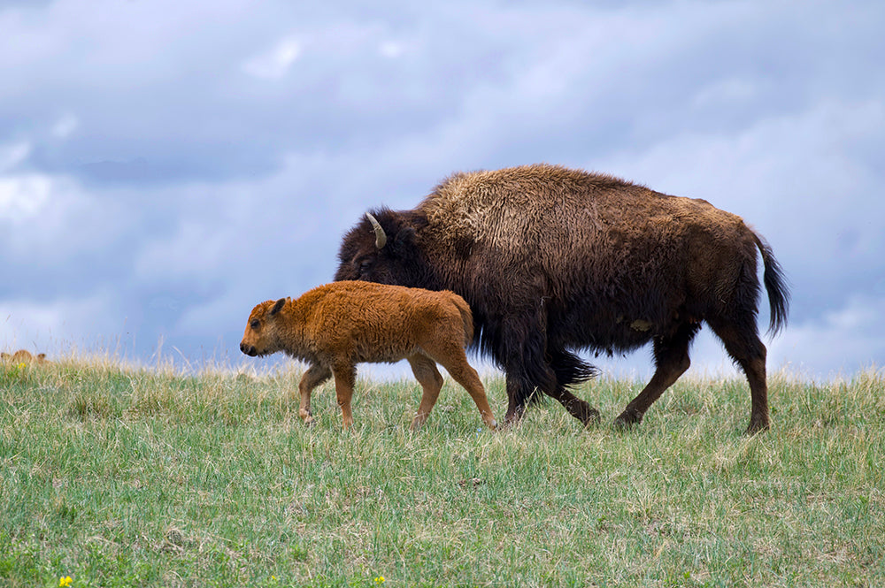 Bison Cow & Calf
