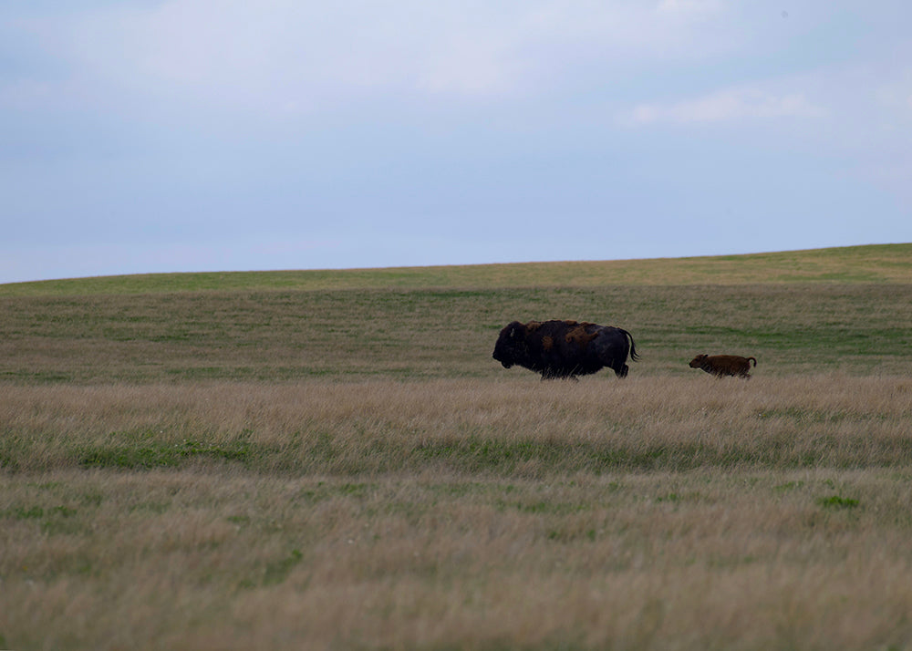 Bison cow and bison calf running on the praire