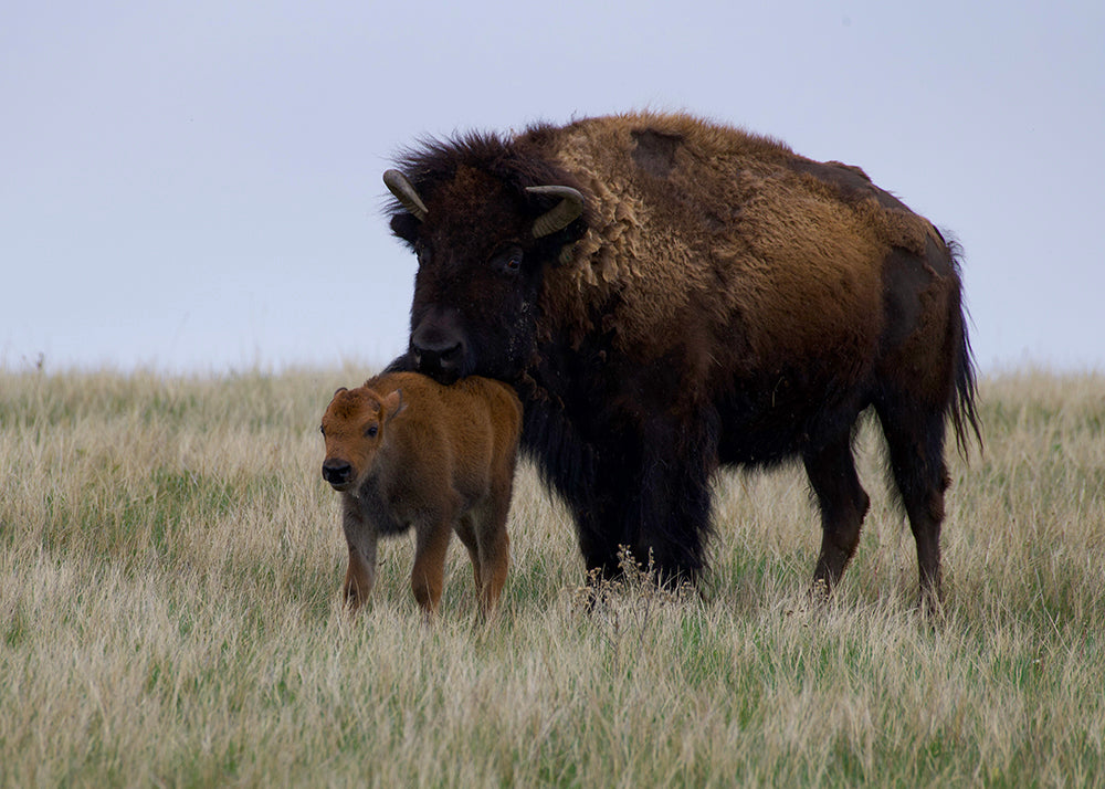 Bison Cow with baby Buffalo Calf