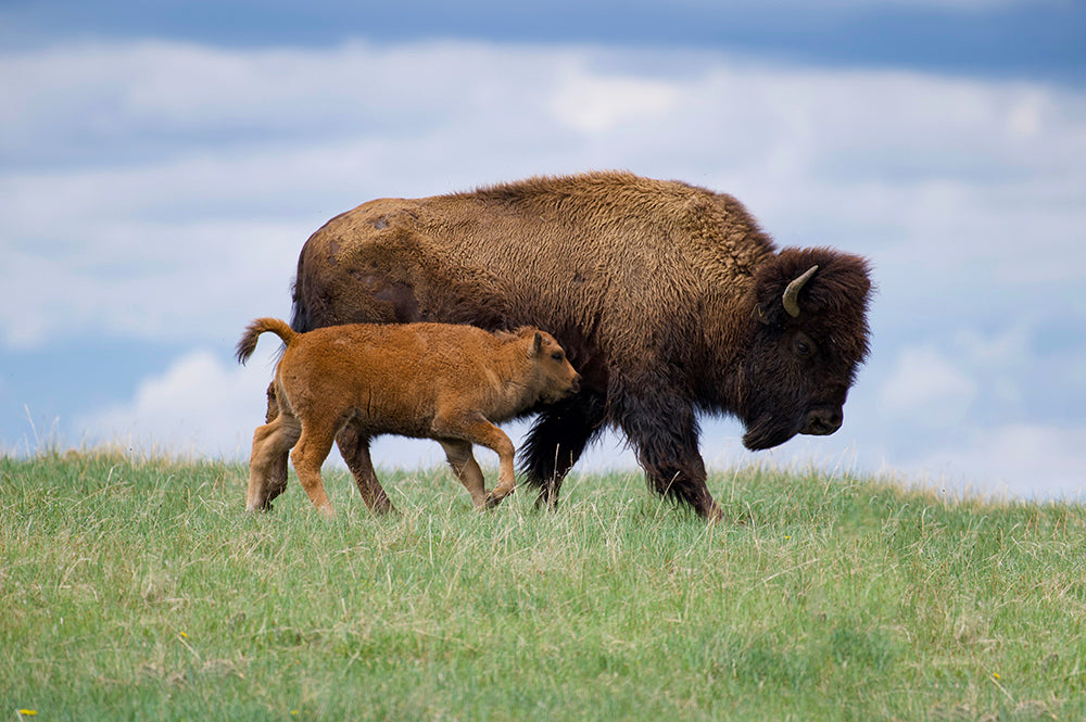 Bison Cow with Buffalo Calf