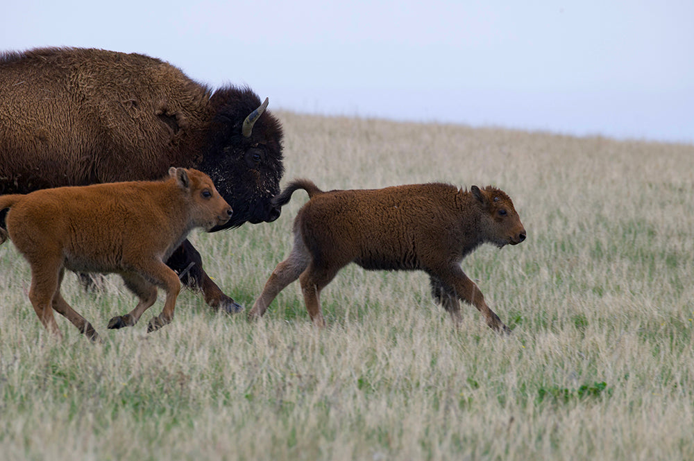 Two bison calves and a cow on the move