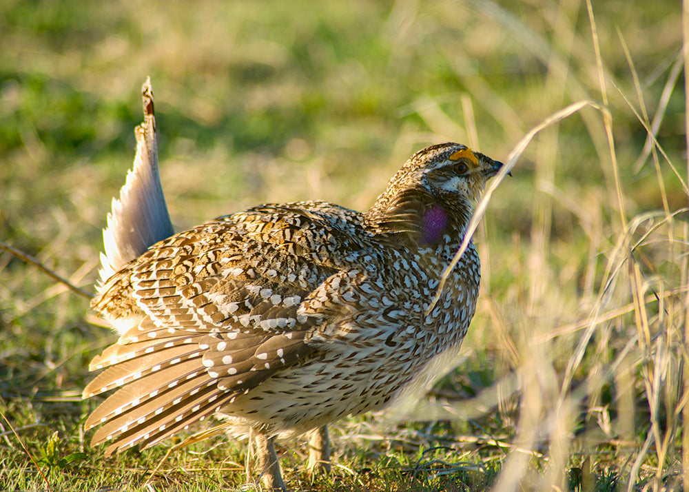 Male Sharptail Grouse on Dancing Ground