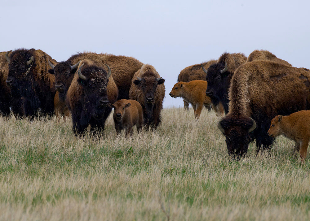 bison herd with baby bison calves