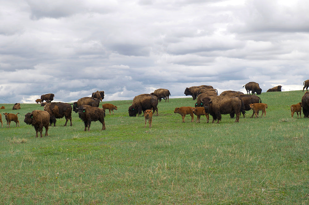 Bison Herd with Calves