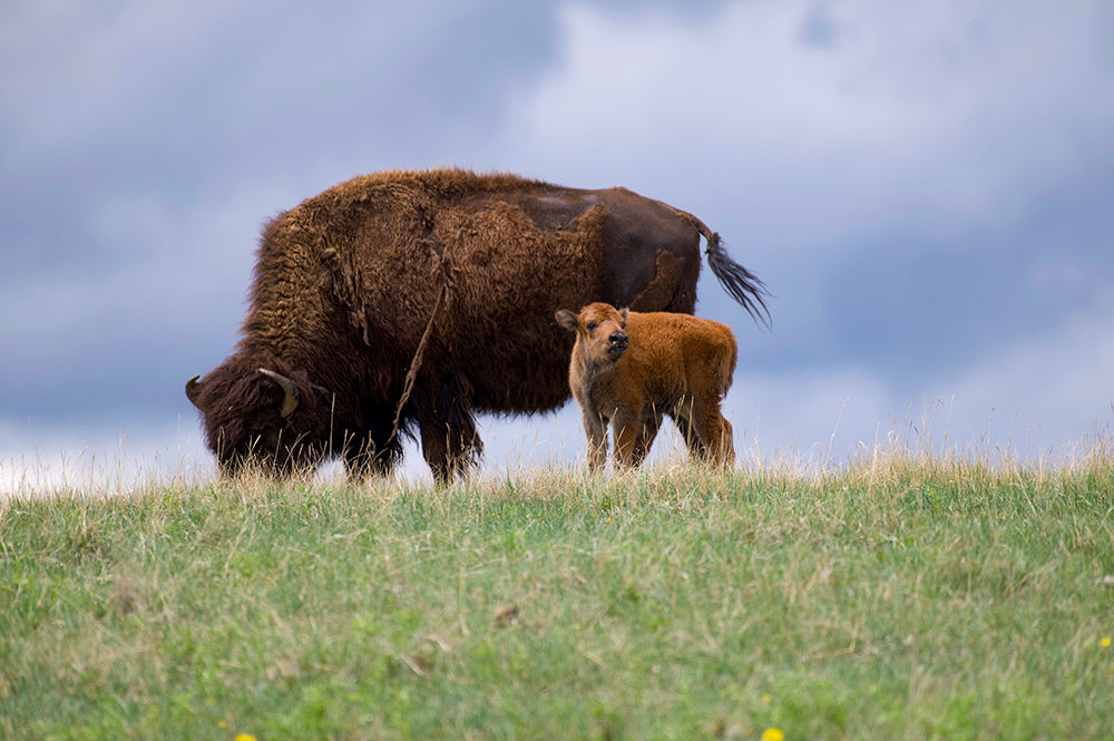 Bison Cow with Calf