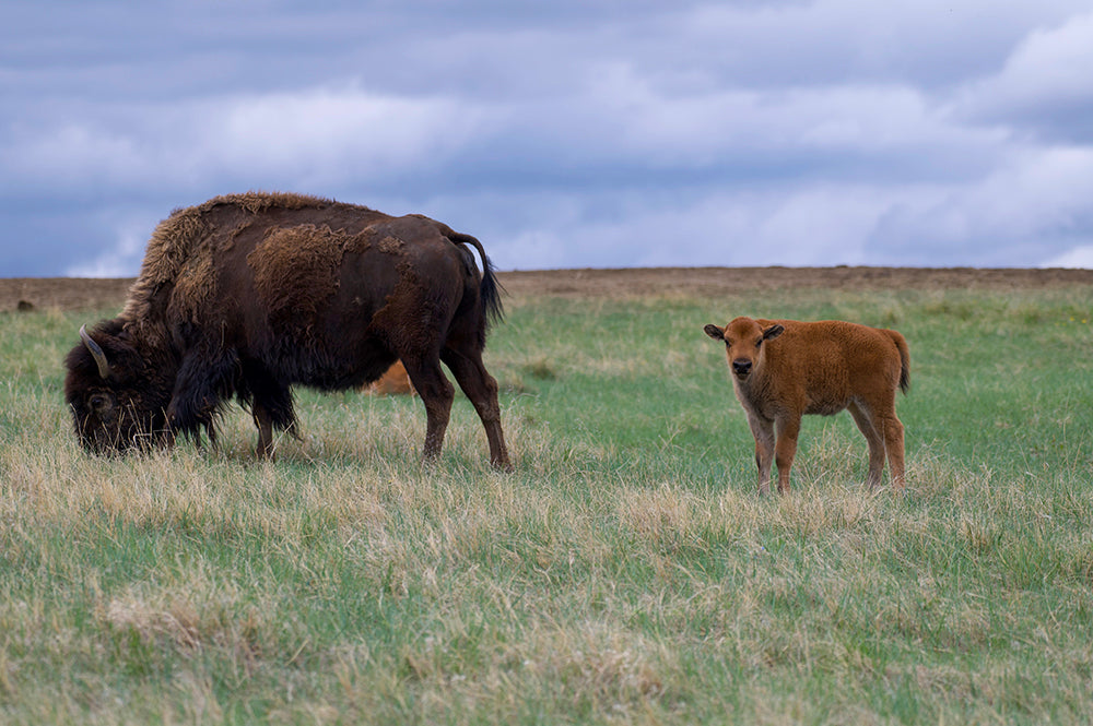 Bison Cow with Baby Bison Calf