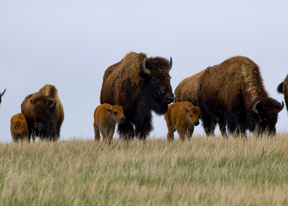 Bison herd with baby buffalo calves