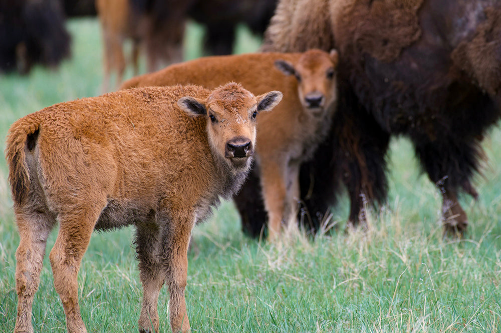 Two Bison Calves