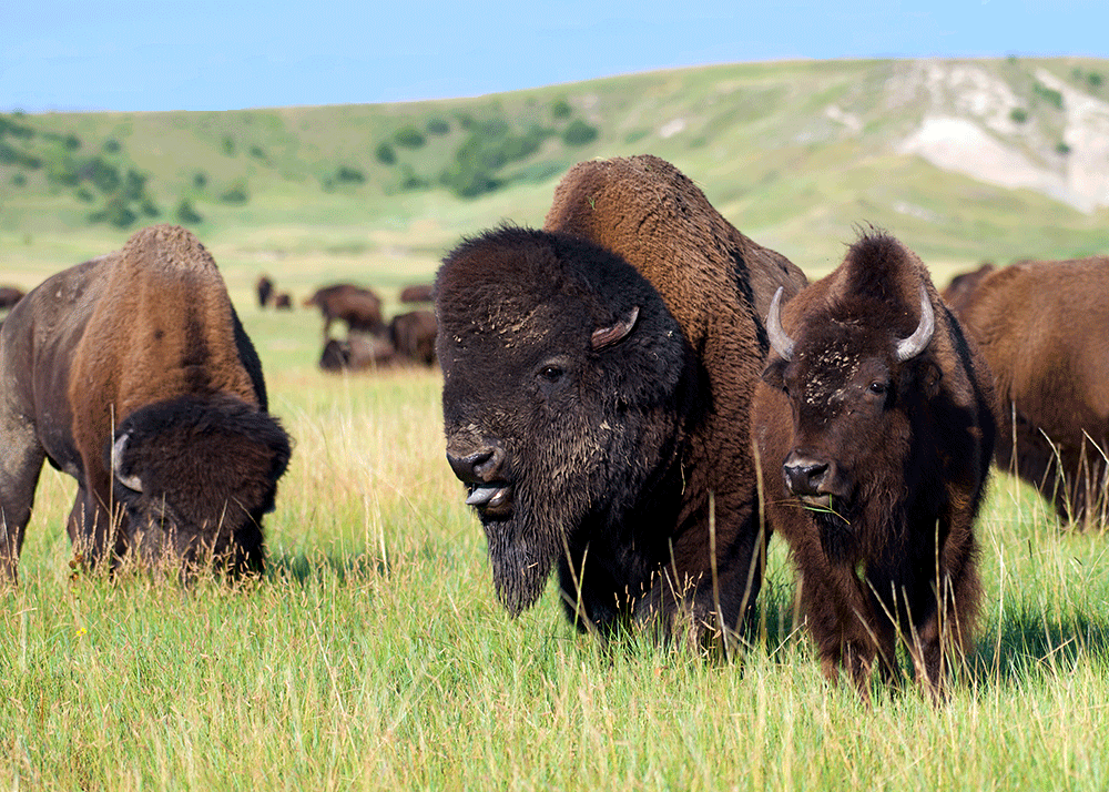 Big Bull Bison with Bison Cow