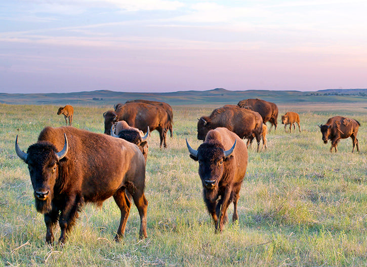 buffalo walking on the prairie