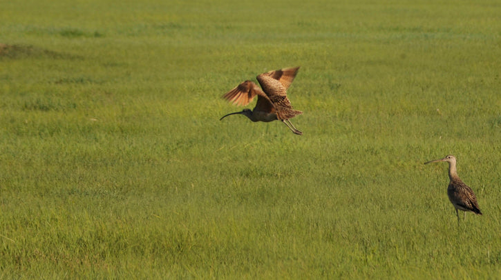 Long billed curlew in prairie pasture
