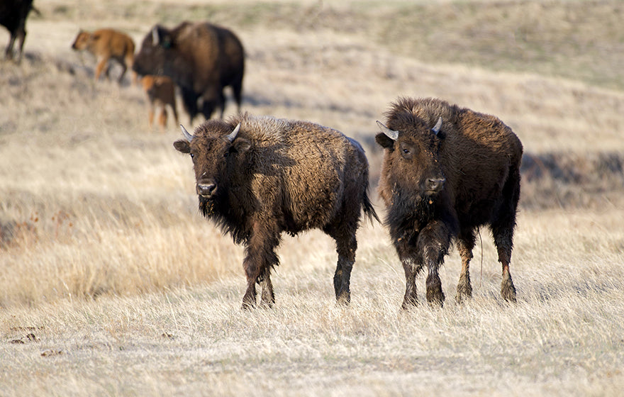 Yearling Bison Calves