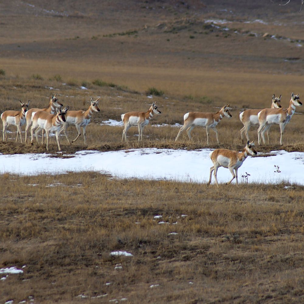 antelope herd