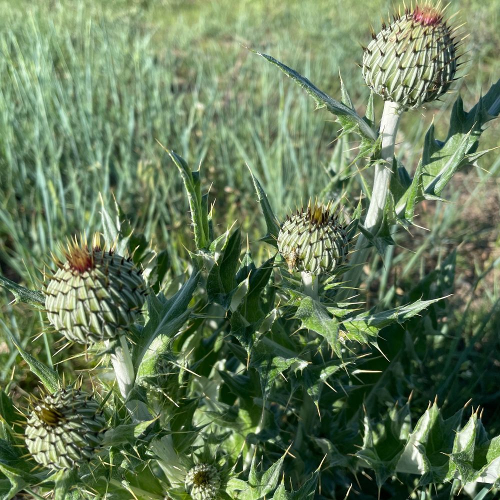 Thistle Buds