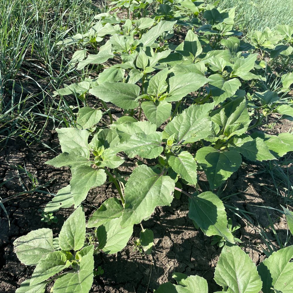 Sunflowers Waiting to Bloom