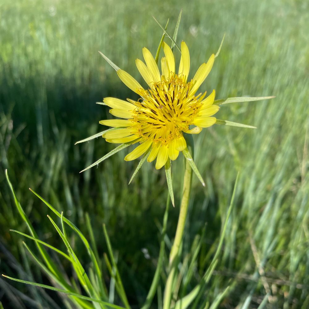 Yellow Salsify