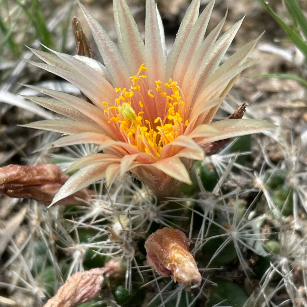 Missouri Foxtail Cactus Flower