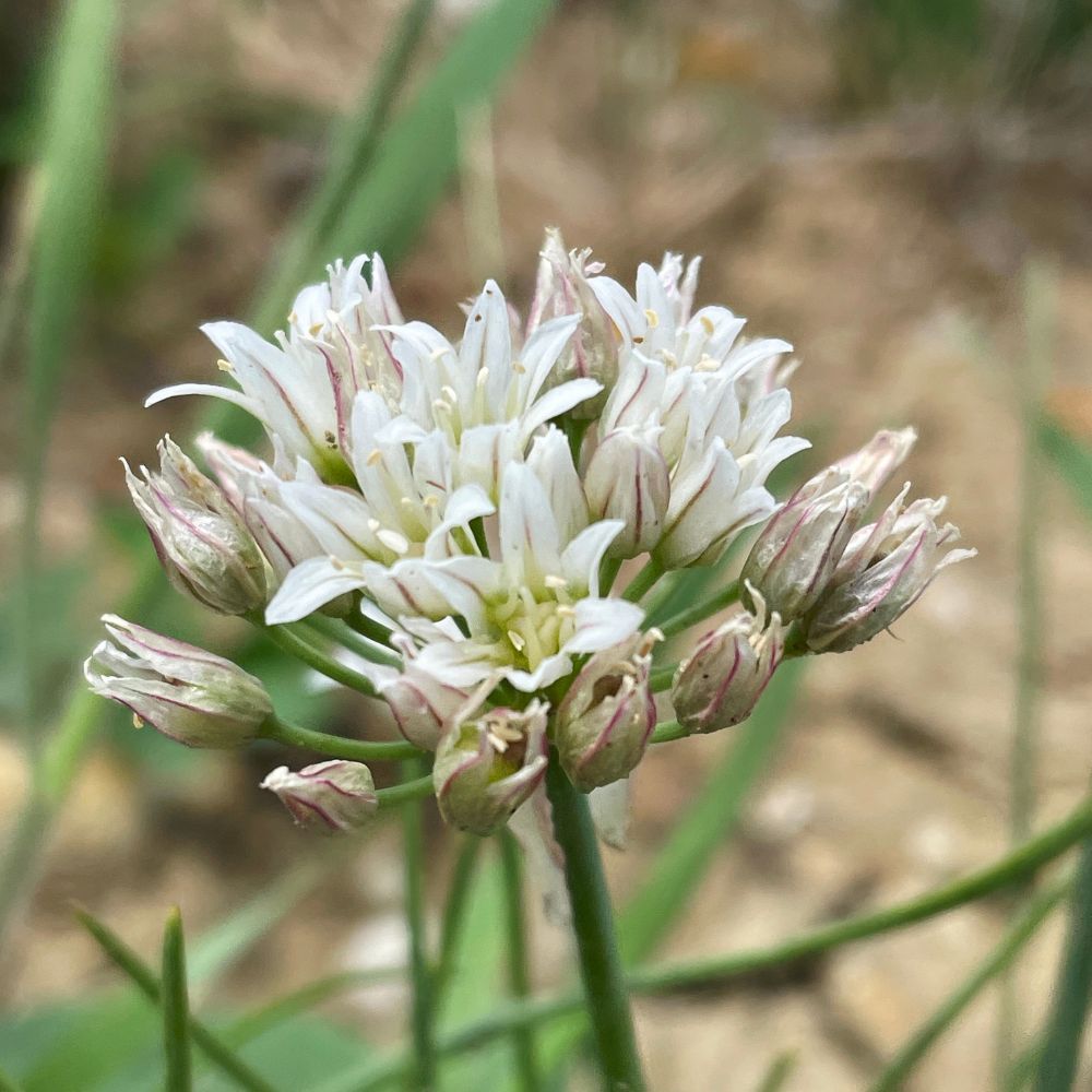 Prairie Onion