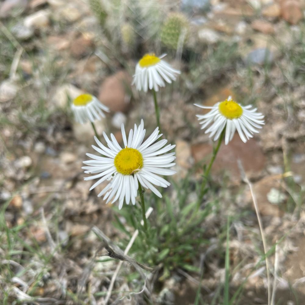 Fleabane