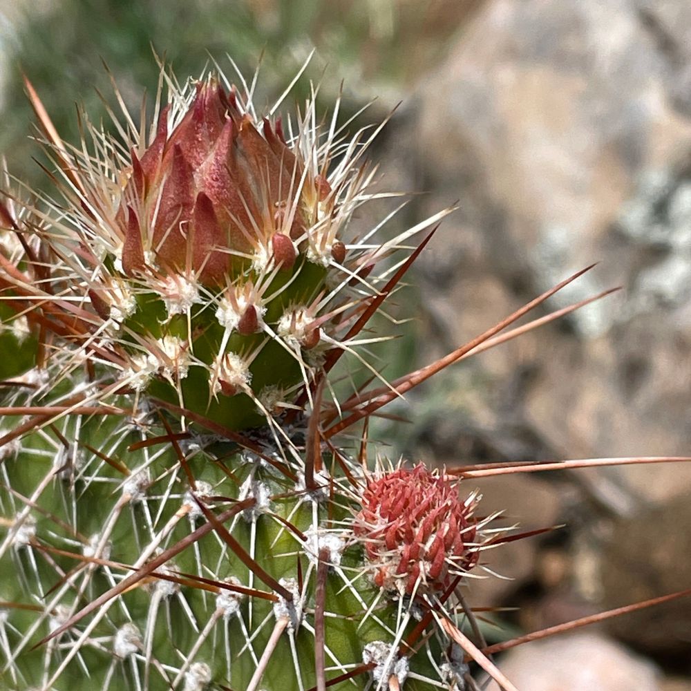 Prickly Pear Buds