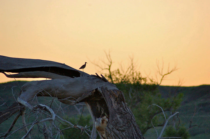 Bird silhouetted against the sunset