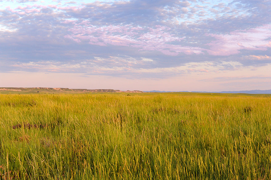 Grasslands