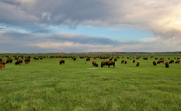 Bison on Prairie