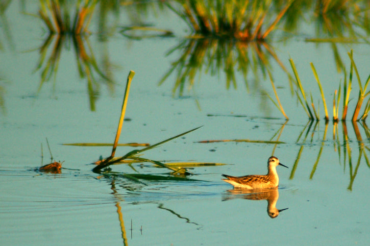 Bird sitting on pond