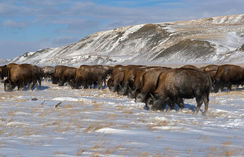 Bison Herd Forage through Snow