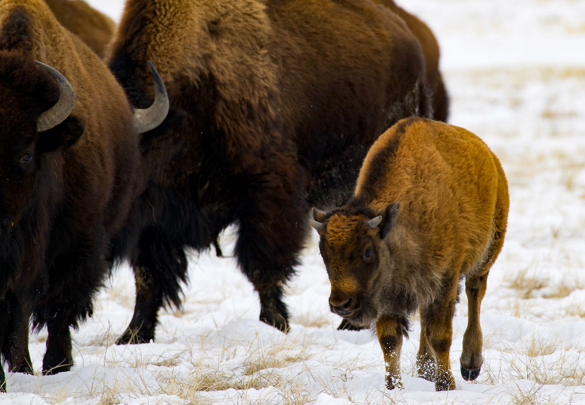 buffalo walking through the snow with a winter calf