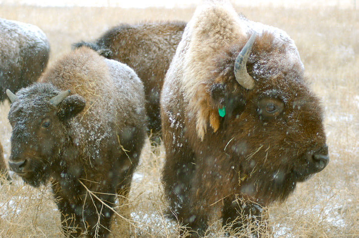 Snow covered buffalo grazing on prairie grass
