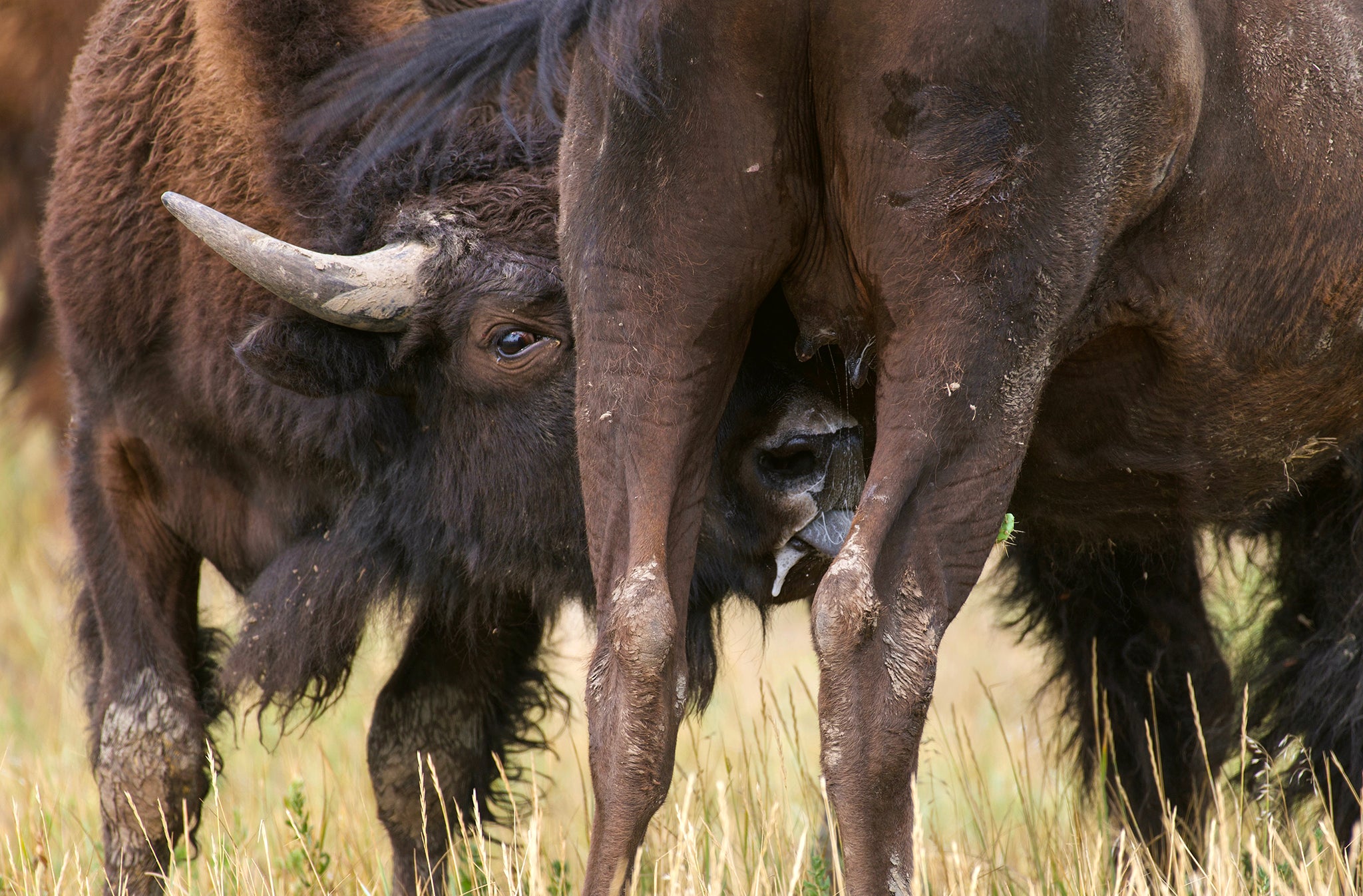 Bison Yearling Suckling on Cow